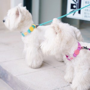 <span class=keywords><strong>Collar</strong></span> impermeable para perro mascota de tamaño pequeño, material de silicona, nuevo estilo, proveedor de mascotas - Product Image 5