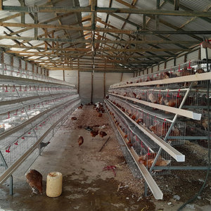 Poulailler industriel automatique économique de grande capacité pour poules pondeuses - Product Image 2