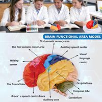Modelo de Cerebro Humano a Tamaño Real, Colorido, con Marcas Numéricas, Modelo de Arteria Cerebral para Enseñanza Médica, CE/ISO
