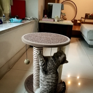 OEM &amp; ODM <strong>Custom</strong> <strong>Cat</strong> <strong>Tree</strong> Modern Luxury <strong>Pet</strong> Supplies Scratch Resistant <strong>Pet</strong> <strong>Cat</strong> <strong>Tree</strong> Multifunctional Wood <strong>Cat</strong> <strong>Tree</strong> House - Product Image 5