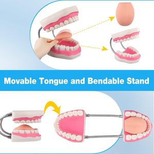 Modelo Dental de Dientes - Modelo de Cepillado Dental 6X para Prácticas Educativas en Hospitales o Escuelas Dentales con un Cepillo de Dientes de Regalo - Product Image 3