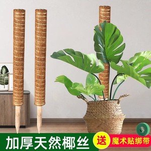 Varilla de soporte para plantas de fibra de coco Autonomy para plantas trepadoras de interior de 12 pulgadas - Product Image 4