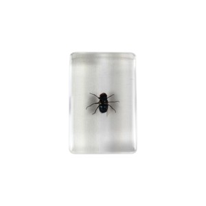 動物昆虫標本アクリル教師用品 - Product Image 3