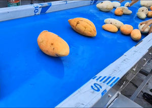 Verarbeitung linie für das Schälen von Süßkartoffeln - Product Image 2