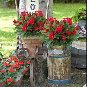 Planta Bonsái Artificial <span class=keywords><strong>de</strong></span> <span class=keywords><strong>Impatiens</strong></span> <span class=keywords><strong>de</strong></span> 7 Ramas, <span class=keywords><strong>de</strong></span> Alta Simulación y Aspecto Original, Flores <span class=keywords><strong>de</strong></span> Seda Hechas a Mano, Pequeñas Flores Dispersas Artificiales - Product Image 4