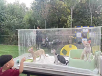 Niche acrylique personnalisée pour chat et chien, niche d'exposition moderne transparente pour animaux de compagnie, cage portable pour chats, chiens, lapins, cabane pour animaux de compagnie