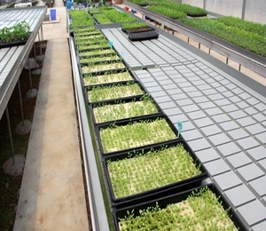 Microgreen bandejas de <span class=keywords><strong>semillas</strong></span> de la planta de germinación bandeja con agujeros <span class=keywords><strong>para</strong></span> microvegetales sistema hidropónico - Product Image 1