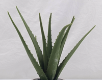 Natürliche Neuheiten Hochrealistische Immergrüne Künstliche Aloe Vera Pflanze für Innenräume Hochzeitsdekoration Umweltfreundlich