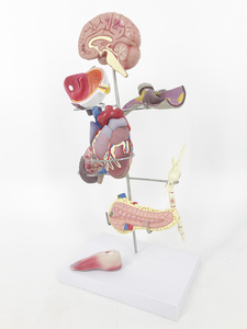 Model Patologi <span class=keywords><strong>Diabetes</strong></span> Manusia 8 Bagian untuk Pengajaran - Product Image 2