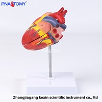 Modèle anatomique de cœur de chien grandeur nature pour dissection, système cardiovasculaire, enseignement vétérinaire, étiquetage, formation en médecine animale
