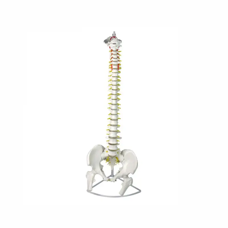 PVC חיים גודל עמוד השדרה עמוד השדרה שלד 3d המותני אנטומי דגם עם אגן להוראה
