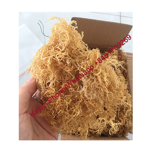 สาหร่ายคอตตอน2อบแห้งจากทะเลมอส0084817092069 WS 99ข้อมูลทองคำ - Product Image 1