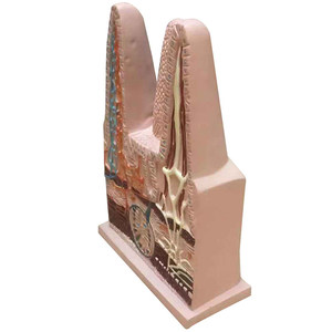 Modelo de villus intestinal humano HUICHUN, vasos <span class=keywords><strong>capilares</strong></span> linfáticos, sección anatómica de venas, biología para escuelas secundarias, ciencia médica - Product Image 2