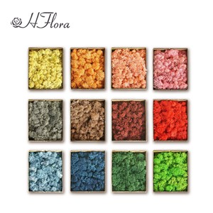 제조업체 도매 생산 순록 코어 이끼 (혼합 색상) 황금 공급 업체 도매 보존 이끼 장식 - Product Image 6