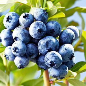 Giá tốt nhất 25% UV anthocyanidins 36% hplc anthocyanin Châu Âu cây nham lê chiết xuất bột - Product Image 6