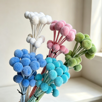 Gedroogde bloemen Billy Button en planten Billy Ball natuurlijke Craspedia voor bruiloft en huisdecoratie