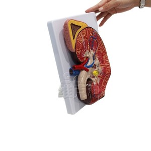 Modèle 3D de haute précision des reins et des glandes surrénales, avec étiquettes et annotations, montrant l'intérieur du rein et - Product Image 5