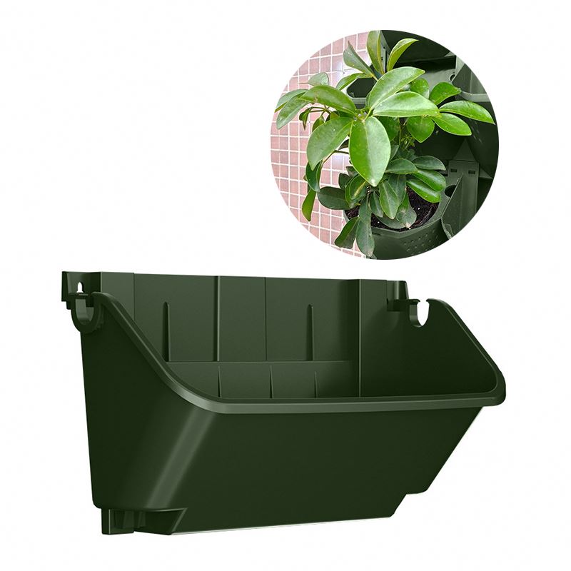 bicolor dracaena Dracaena reflexa 'Bicolor' – Green-Cream Narrow-Leaf Shrub