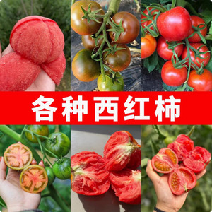 เมล็ดพันธุ์มะเขือเทศสตรอว์เบอร์รี่-ต้นกล้าหวานพิเศษ ต้นเหล็กเปลือกเหนือตะวันออกเฉียงเหนือ วัสดุใยมะพร้าว - Product Image 1