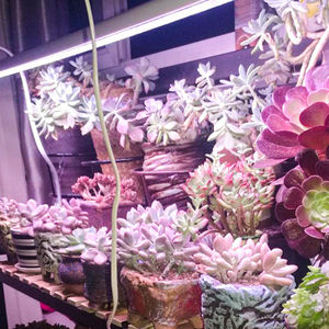 신제품 9W 13W 18W 36W 풀 스펙트럼 LED 식물 성장등 램프 튜브 4-8피트 T5 T8 수경재배 선반용 상추 딸기 개화용 - Product Image 5