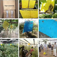 Pièges à mouches des fruits personnalisés, écologiques, en plastique, avec des plaques adhésives résistantes pour capturer les ravageurs