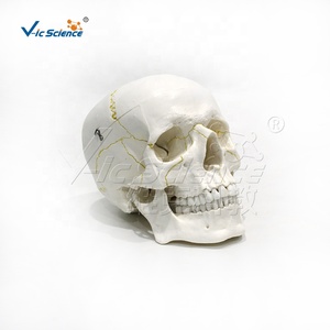 Modelo de <span class=keywords><strong>Cráneo</strong></span> Desmontable para Adultos, Modelo de Anatomía Ósea de PVC para Entrenamiento Educativo en Hospitales - Product Image 3