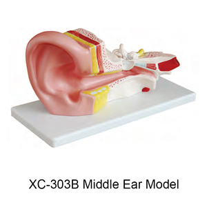 דגם אנטומיה של אוזן אנושית XC-303D, דגם לימוד אנטומי לאוזן למטרות חינוך - Product Image 3