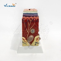 Modelo Anatómico 3D de la Estructura de la Piel Humana, Modelo de Enseñanza de las Capas de la Piel, Modelo Anatómico de PVC para la Enseñanza Médica