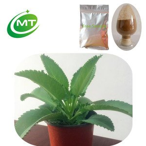 Extrait de cloches de la cathédrale de la meilleure qualité/extrait de <span class=keywords><strong>Kalanchoe</strong></span> <span class=keywords><strong>Pinnata</strong></span>/extrait de feuille miracle - Product Image 3