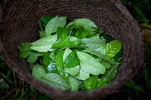 JHD ผงเค้กสะเดาเกรดอาหาร100% ธรรมชาติบริสุทธิ์สารสกัดจากใบสะเดา - Product Image 3