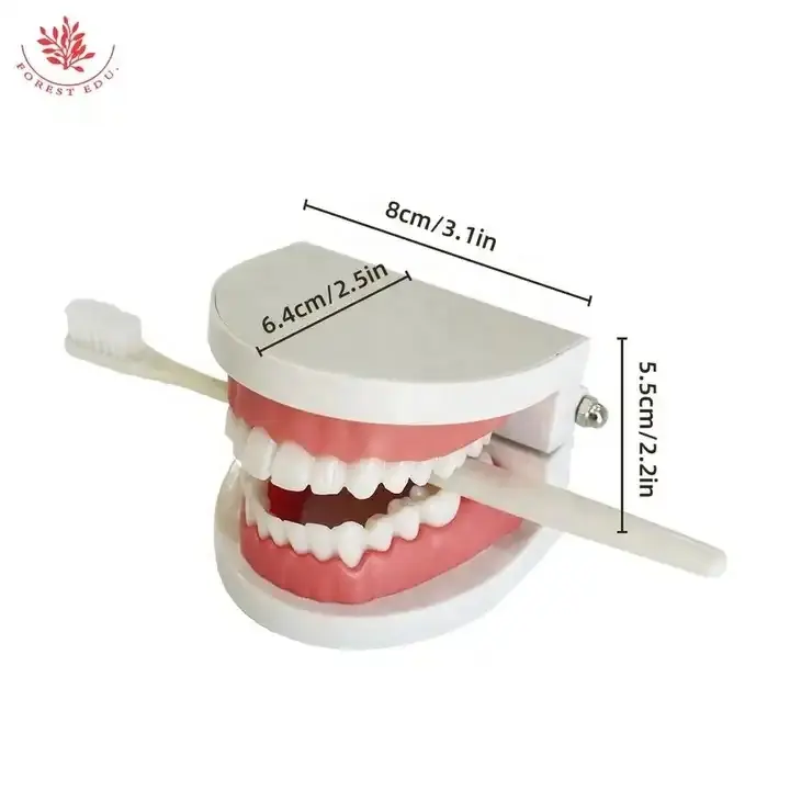 نموذج أسنان محترف نموذج دراسة الأسنان الأبيض من البلاستيك نموذج العناية بالأسنان والتجاعيد معدات تعليم أطباء الأسنان ونظافة الفم