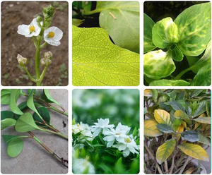 เฟอร์รัส ซัลเฟต โมโนไฮเดรต 99% FeSO4 H2O สารปรับปรุงดิน ปุ๋ยธาตุเหล็ก ส่งออกไปญี่ปุ่น - Product Image 4