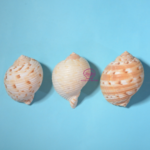 Bán Sỉ Vỏ Ốc Sên Vỏ Sò Biển Lớn Với Giá Tốt Nhất - Product Image 3