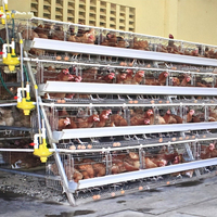Boitier de volaille pliable Type A 4 niveaux, Cages à poules, systèmes pour la mise à niveau des hines
