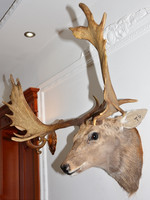 Sculpture murale tête de cerf Art Déco avec bois de cerf, design Élan & Lys – Décoration intérieure pour mariage, Diwali et Pâques, cave à vin, cheminée