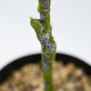 Fabricante de China 105CM plantas artificiales árboles Faux <span class=keywords><strong>Acer</strong></span> Palmatum Faux árbol de arce japonés para la decoración interior del jardín del hogar - Product Image 3