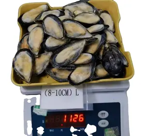 ムール貝の冷凍黒ムール貝ハーフシェル価格