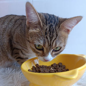 Probiyotik ile yüksek proteinli tahılsız kuru % kedi maması | Tavuk ve somon lezzetleri - Product Image 3