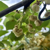 Pollen de fleurs de kiwi pour mâles, pureté 95%, produit phare de l'usine |   Qualité supérieure 10g/sac pour la pollinisation des arbres fruitiers