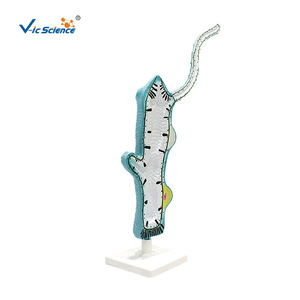 VIC3214 โมเดลการผ่าตัดสัตว์ไฮดรา สำหรับการสอนวิชาชีววิทยาในโรงเรียนมัธยมต้นและมัธยมปลาย และเป็นโมเดลสัตว์สำหรับวิทยาศาสตร์ - Product Image 5