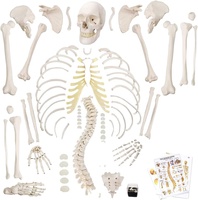 Aides pédagogiques, squelettes anatomiques en PVC de 180 cm, sciences médicales, modèle de squelette anatomique humain avec système nerveux et muscles