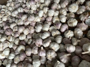 <span class=keywords><strong>Ajo</strong></span> Blanco Puro 2026, <span class=keywords><strong>Ajo</strong></span> Blanco Normal - Product Image 3