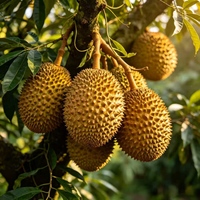 Extrait concentré liquide de saveur naturelle de durian, approvisionnement direct usine, étiquette claire, sans additifs artificiels pour boissons et aliments