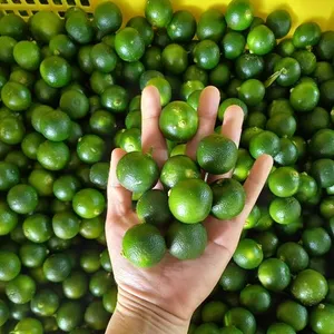 以最优惠的价格供应来自越南的新鲜calamansi/新鲜柠檬-Whatsapp 0084 989 322 607