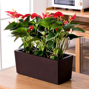 BRICE Pots de jardin suspendus, pots carrés auto-arrosants pour plantes d'intérieur, bac à jardin surélevé en PVC vinyle plastique - Product Image 1