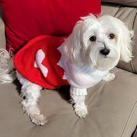 Pull pour chien en forme de cœur de fraise OEM, tricot traditionnel, chaud printemps/automne, MOQ 200, couleur/logo personnalisé