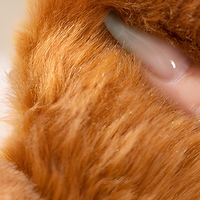 Peluche d'écureuil à poils longs, jouet en peluche doux, poupée pour cadeau et décoration de chambre