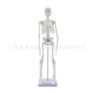 Modelo de esqueleto humano, 45 cm de largo, con articulaciones móviles, material didáctico y estructura de esqueleto. - Product Image 4
