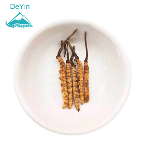 Cultivação artificial de alto custo, 3800 peças por kg, cultivo de tamanho m de <span class=keywords><strong>cordyceps</strong></span> <span class=keywords><strong>sinensis</strong></span> - Product Image 1