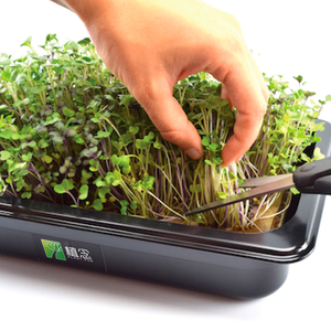 Kit de <span class=keywords><strong>d</strong></span>émarrage pour culture verticale de légumes, Microgreen <span class=keywords><strong>d</strong></span>'<span class=keywords><strong>intérieur</strong></span>, <span class=keywords><strong>jardin</strong></span> intelligent, avec plateau, offre spéciale - Product Image 5